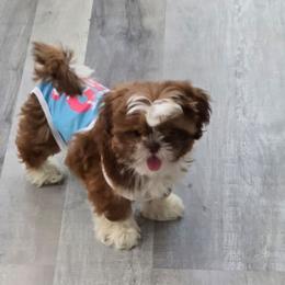 Girl 1 - Red and white female Shih Tzu puppy in Victorville, California from Californiadreamyshihtzus