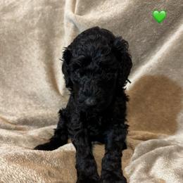 Fern - Black female Poodle puppy in Breckenridge, Texas from Cates Standard Poodles