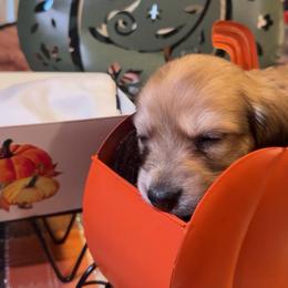 Ash - Chocolate and cream male Dachshund puppy in Pueblo, Colorado from Nikas Baby Beanz LH Dachshunds