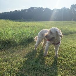 Goldendoodle All Grown Up from Esmé Doodles