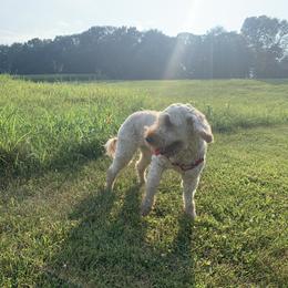Goldendoodle All Grown Up from Esmé Doodles