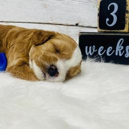 Anthem - Red male Cavapoo puppy in Nixa, Missouri from Davis Family Doodles