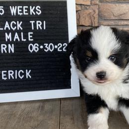Boy 1 Red Collar - Black Toy Australian Shepherd puppy in Deridder, Louisiana from AussieSmiths