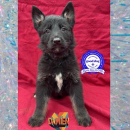 Damien - Bi-color male German Shepherd puppy in Livingston, Kentucky from Illyria Dox & GSD