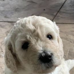 Poodle Puppies from Standard Poodle and Doodles