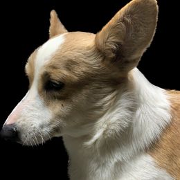 Cricket - Pembroke Welsh Corgi