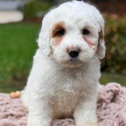 Red - Chalk female Australian Labradoodle puppy in Auburn, Washington from West Valley Labradoodles