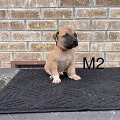 Boy 2 - Black Mouth Cur puppy in Tennessee from Narrow Road Farm