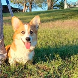 Everest - Sable female Pembroke Welsh Corgi puppy in Redfield, Kansas from Owenby's Corgi's