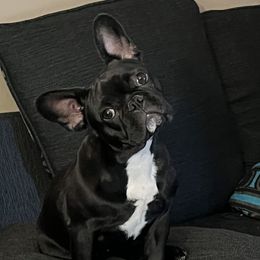 Coco - French Bulldog