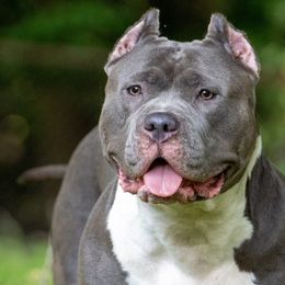Stella - American Bully