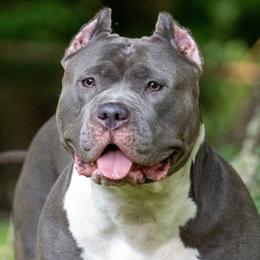 Stella - American Bully