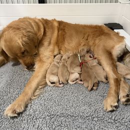 Purple collar - Light golden female Golden Retriever puppy in Lehi, Utah from Open Star Goldens