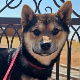 Shiba Inu from Shiba Inus of Lubbock