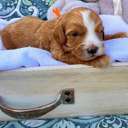Cayenne - Brown male Cavapoo puppy in Syracuse, Utah from Just Doodling Dogs