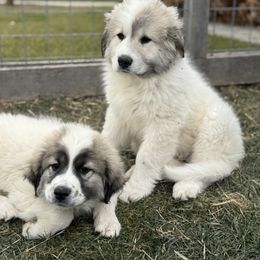Great Pyrenees Puppies from Sapphire Valley Great Pyrenees
