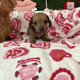 Brandon - Sable male Dachshund puppy in Lake City, Florida from My Ditzy Doxies of Florida