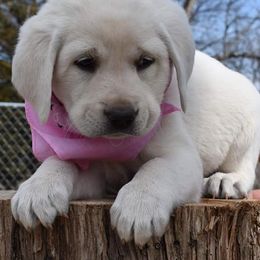 Labrador Retrievers from Cream In My Coffee Labradors