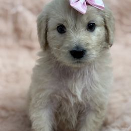Goldendoodle, Golden Retriever, Poodle, and Shih Tzu Puppies from Platinum Paws Puppies