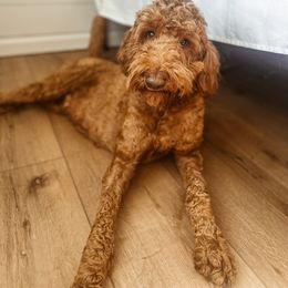Leia - Goldendoodle