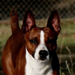 Rat Terriers from Skippin CJ Standard Rat Terriers