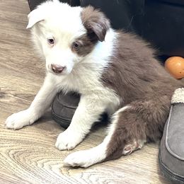 Viper - Red Border Collie puppy in Guffey, Colorado from Sunset Ridge