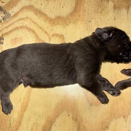 Boy 3 - Gray male Cane Corso puppy in Sienna, Texas from Robinson Elite Corsos