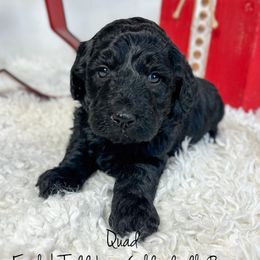 Quad - Black male Goldendoodle puppy in Grove, Oklahoma from Guinn Family Farms