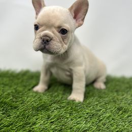 French Bulldog Puppies from Seven Star Kennel