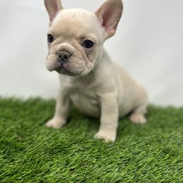 French Bulldog Puppies from Seven Star Kennel