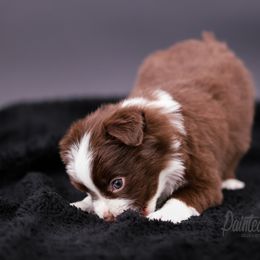 Australian Shepherd, Miniature American Shepherd, Miniature Australian Shepherd, and Toy Australian Shepherd Puppies from Painted Blue Aussies