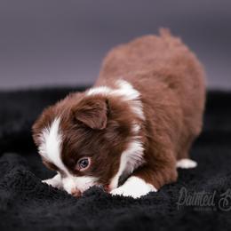 Australian Shepherd, Miniature American Shepherd, Miniature Australian Shepherd, and Toy Australian Shepherd Puppies from Painted Blue Aussies