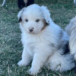 Australian Shepherd Puppies from South Ridge Aussies