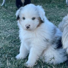 Australian Shepherd Puppies from South Ridge Aussies