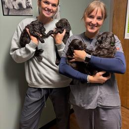 Little Boy 4 - Dark brown male Boykin Spaniel puppy in Bowling Green, Kentucky from Drakes Creek Boykins LLC