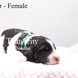 Green Collar - Parti female Goldendoodle puppy in Maryville, Tennessee from Twin City Doodles