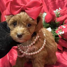 Shih Tzus, Yorkipoos, and Yorkshire Terriers from Noir Luxe Litters of NJ