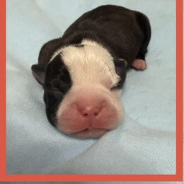Red - Black and white male Boston Terrier puppy in Hialeah, Florida from K&N Boston Paws