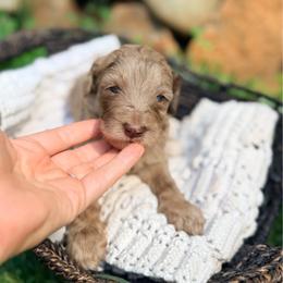 S'more - Merle female Goldendoodle puppy in Pollock Pines, California from Penny Lane’s Doodles