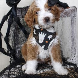 Abigail - Red  female Goldendoodle puppy in Warsaw, Ohio from Lovabledoodles