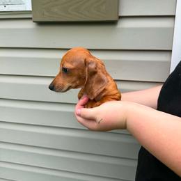 Clifford - Dapple male Dachshund puppy in Dinwiddie, Virginia from White Oak Kennels
