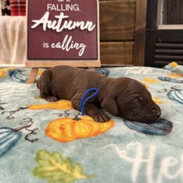 Blue - Liver male German Shorthaired Pointer puppy in Huntington, Texas from B&B GSP’S