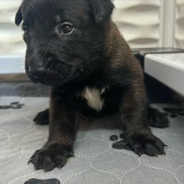 Light blue - Red sable male Belgian Malinois puppy in Ellerbe, North Carolina from Grand Prix Kennel