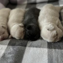 French Bulldog Puppies from Jasmine McMurtry