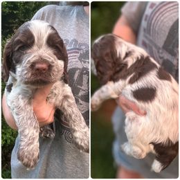 Chandler - Brown roan male Cocker Spaniel puppy in Adamsville, Tennessee from Jamie’s Sweet Spaniels