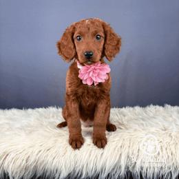 Alex - Red female Companion Cross puppy in Utah County, Utah from Big Hearted Breeders