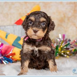Bonnie - Brown and tan female Cockapoo puppy in Connersville, Indiana from Deaz Doodle Ranch