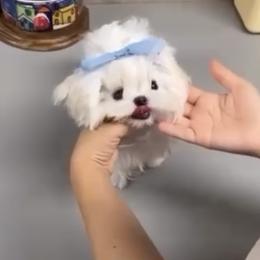 Ultra Tiny korean boy 10500 - White male Maltese puppy in Miami, Florida from Natalias Tiny Chihuahuas