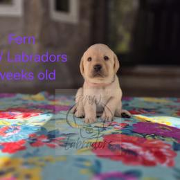 Fern - Yellow female Labrador Retriever puppy in Rogue River, Oregon from PNW Labradors