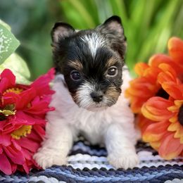 Girl 3 - Black tan and white female Biewer Terrier puppy in Lathrop, California from Forever Charmed